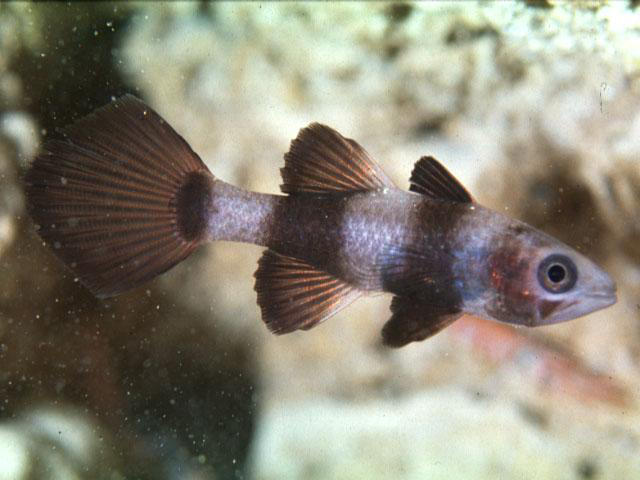 Pseudamia zonata